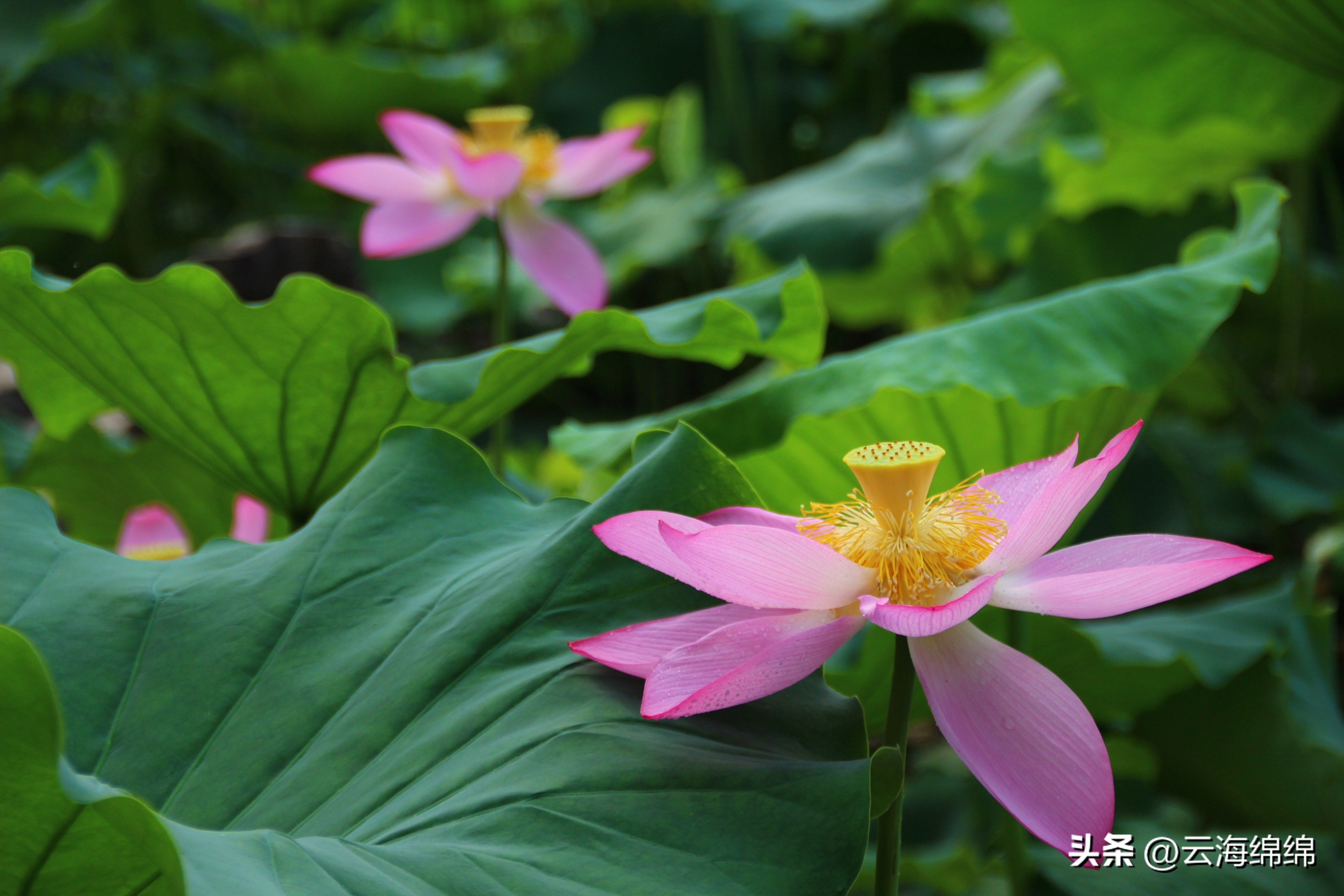 夏日荷花别样红照片,夏日荷花别样红手工