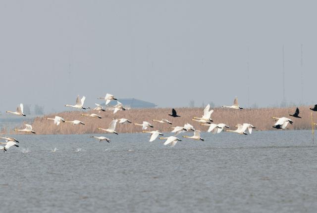 上海崇明生活是一种什么体验,崇明岛居住体验