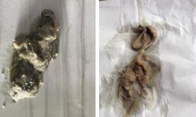 猫咪呕吐铲屎官的反应,猫咪总想呕吐但是吐不出来怎么办