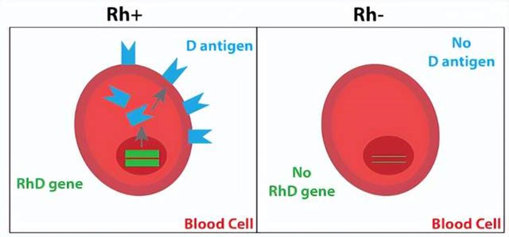 稀有血型熊猫血中的熊,什么血型比熊猫血稀有