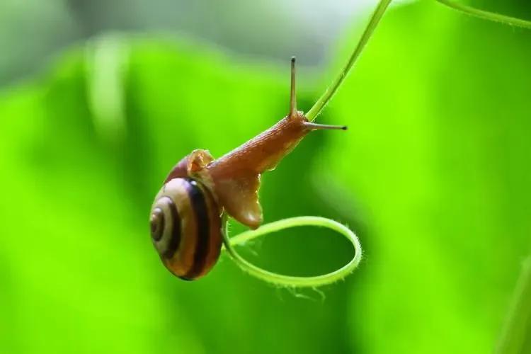 治愈蜗牛教程,超级治愈避雨蜗牛