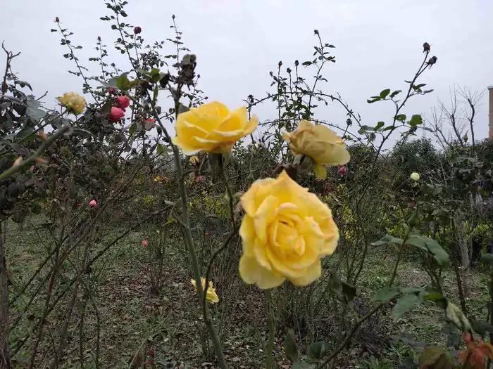 画与景,幼儿长卷画景