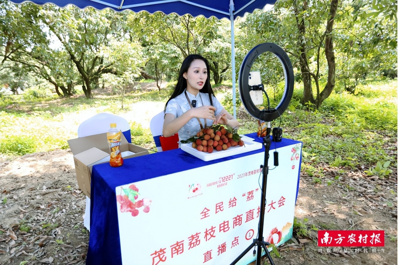 单日成交9500单，卖出4.7万斤！茂南直播助“荔”走向全国