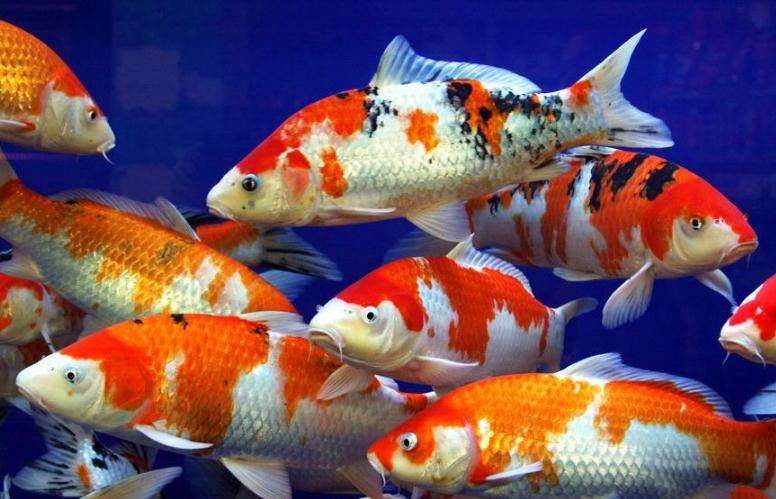 冷水鱼什么时间喂食最好,冷水鱼温度控制多少合适