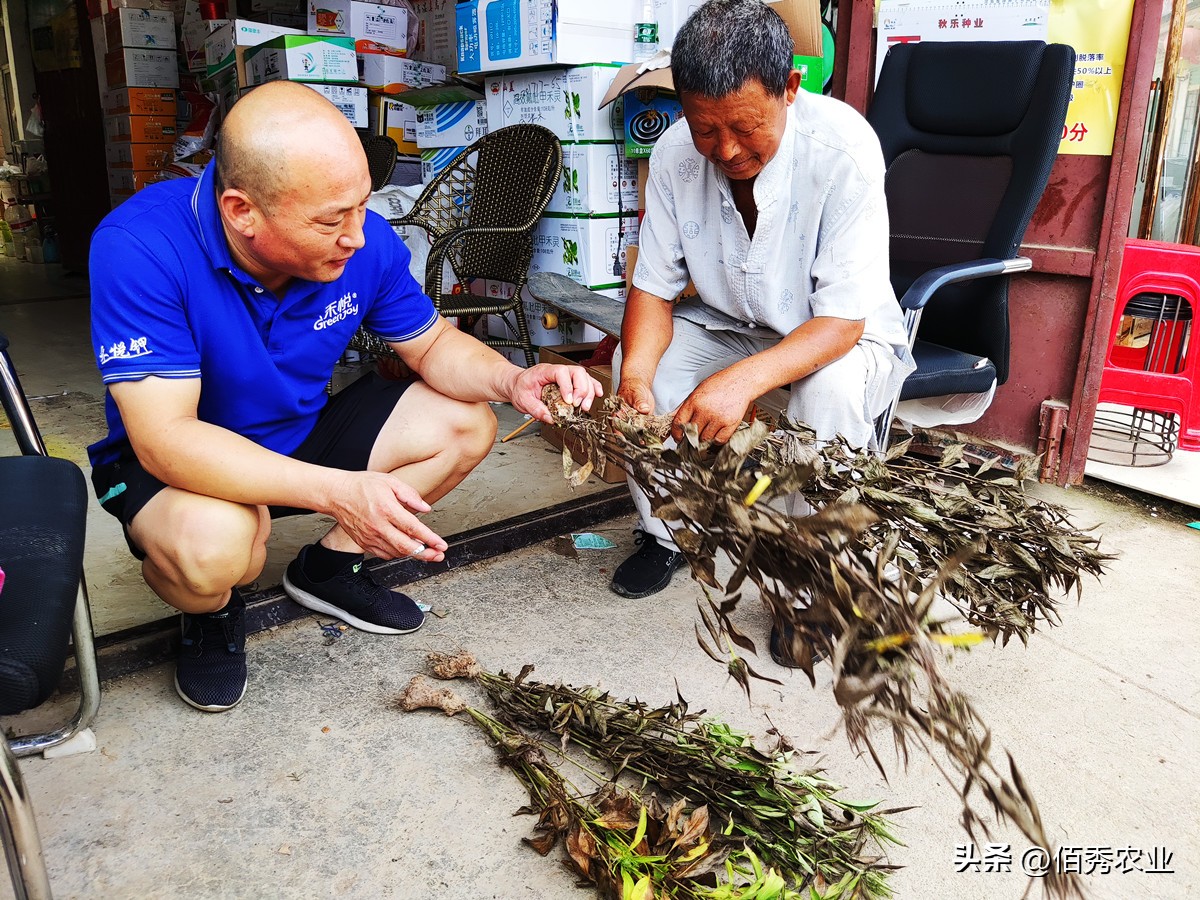 低调杀菌剂，功效却不可小觑，对土传病害优秀的噻呋酰胺你会用吗