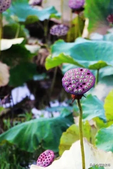 蒙自的风景真美,国庆节穿越时空的视频