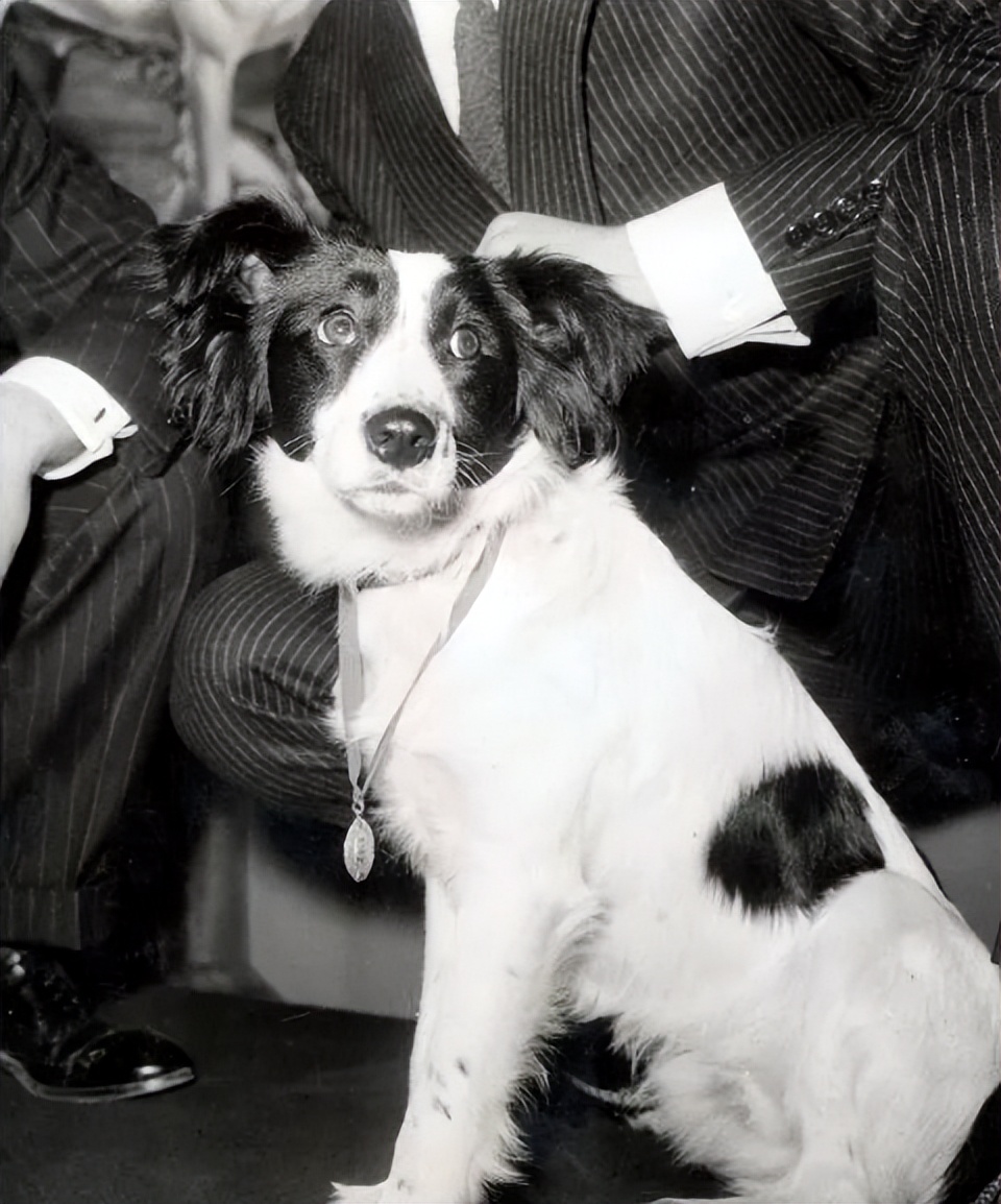 闯进球场、捡到奖杯、接受采访…汪星人和世界杯的缘分也太深了