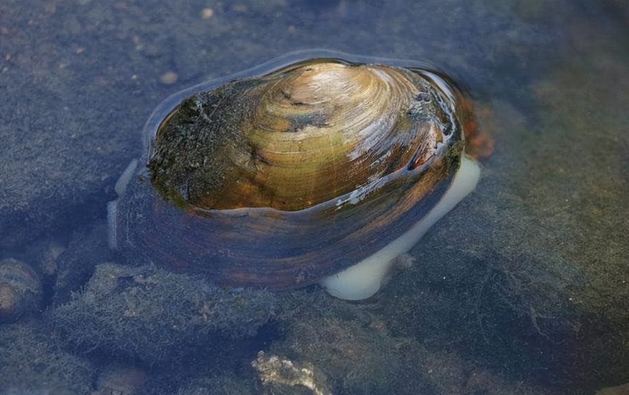 河蚌肉人人都喜欢吃,河蚌软肉比硬的好吃
