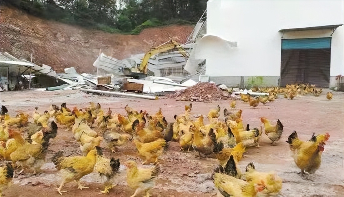 家禽风寒感冒,禽类风寒感冒怎么用药