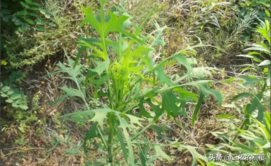 植物辨别方位还有其他方法吗,大自然怎么靠植物辨别方向
