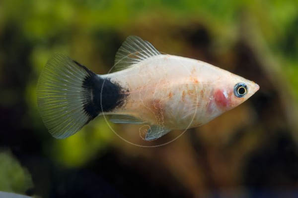 玛丽月光鱼怎么生崽,黑尾月光米奇鱼