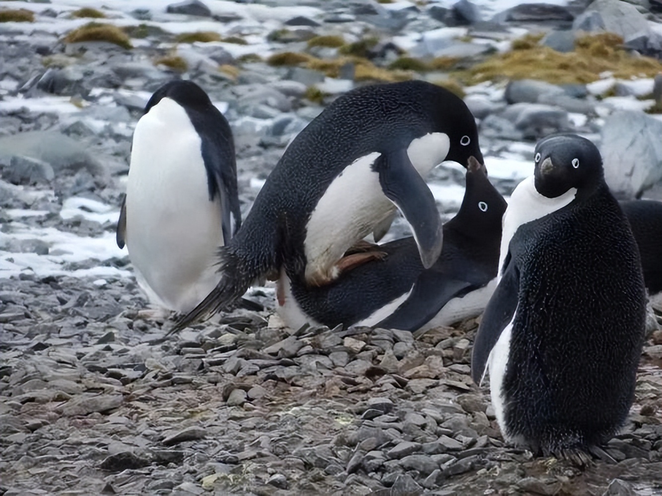 偷猎动物有多残忍,动物也会外遇