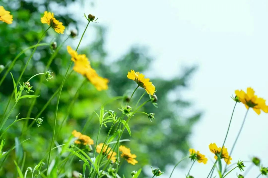 宋词里的春天100种绝美,10首春天的宋词