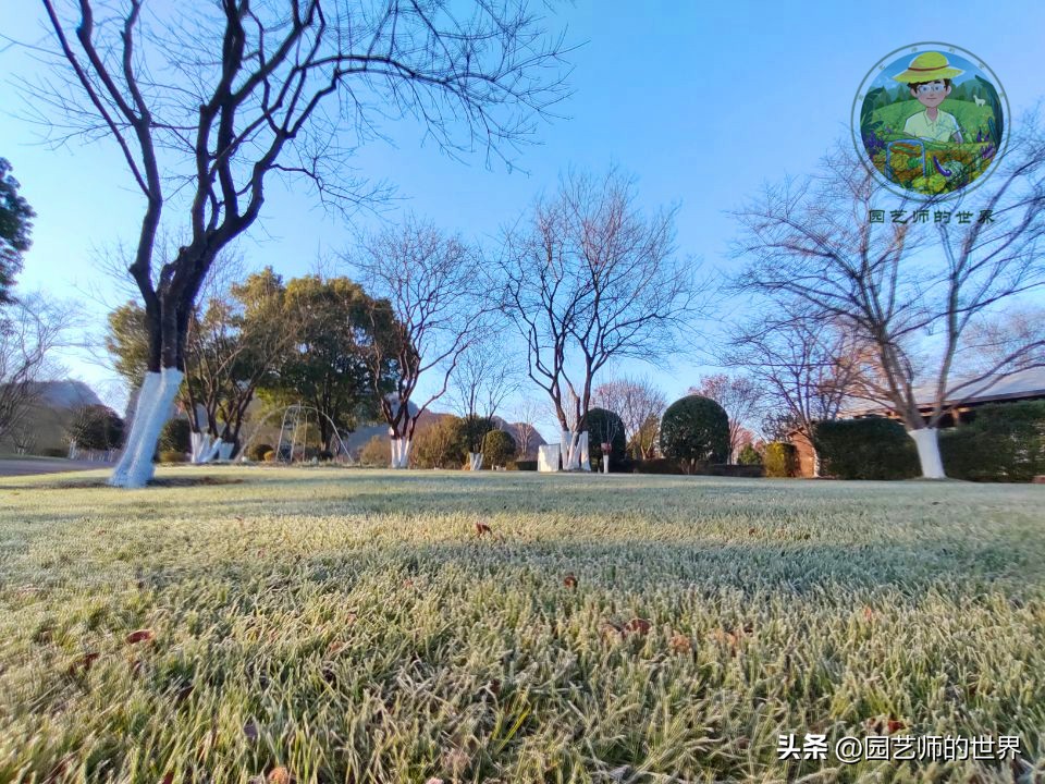 疏林草地的作用,疏林草地效果图