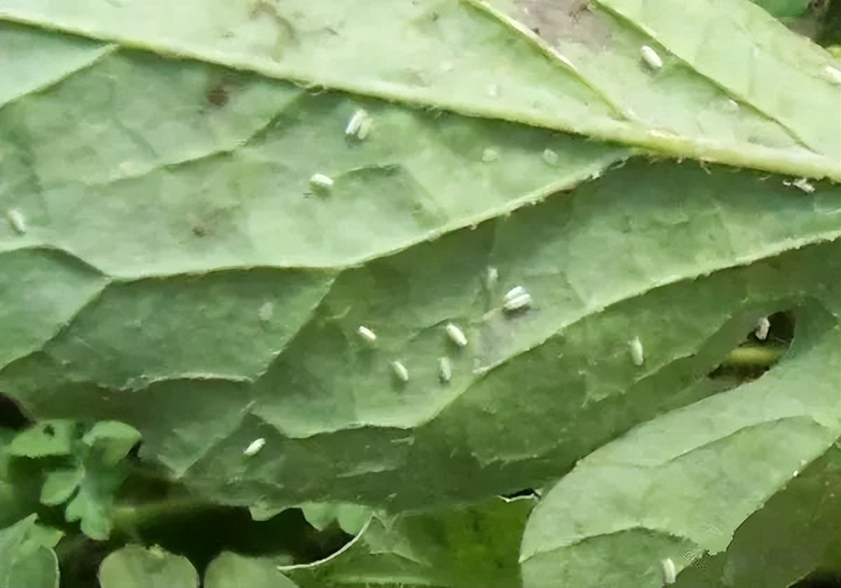杀虫效果持久的农药,杀虫好的药物