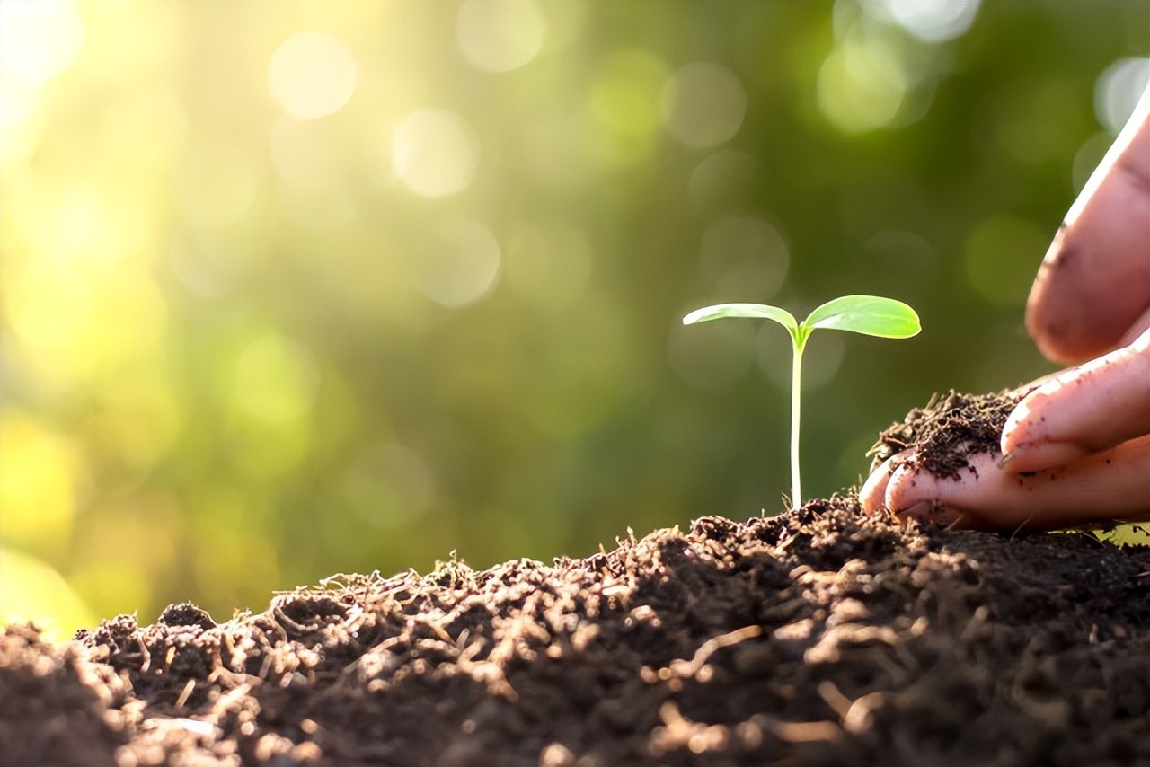 6个简单的步骤教从种子开始种植非常可口的生菜，零失败种植
