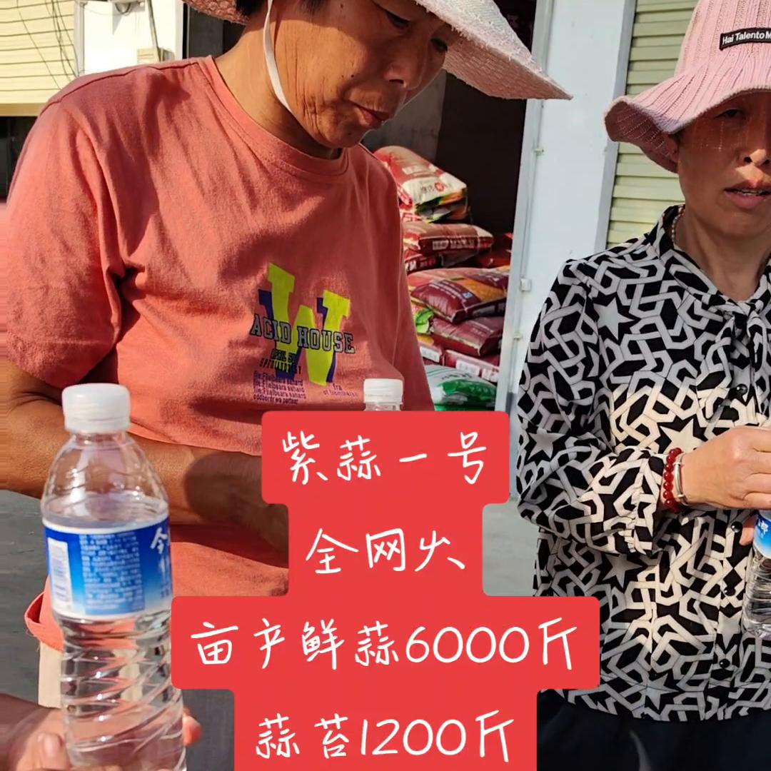 三农致富经养猪技术,三农致富经养殖麻雀