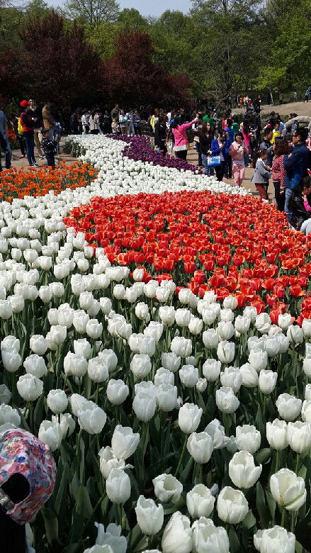 满心欢喜郁金香,痴情郁金香