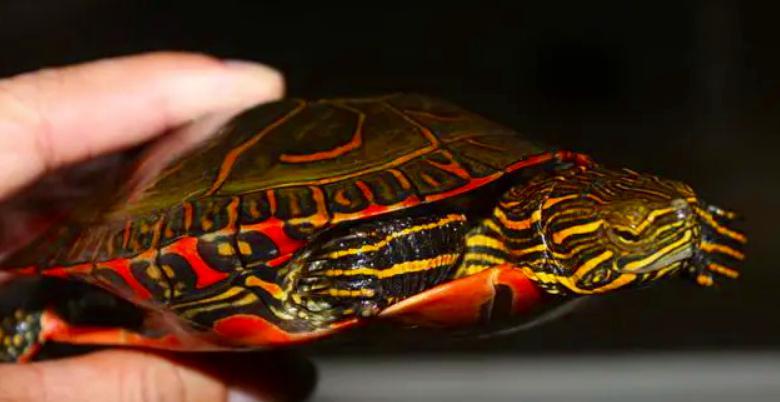 锦龟寓意,锦龟又称什么龟