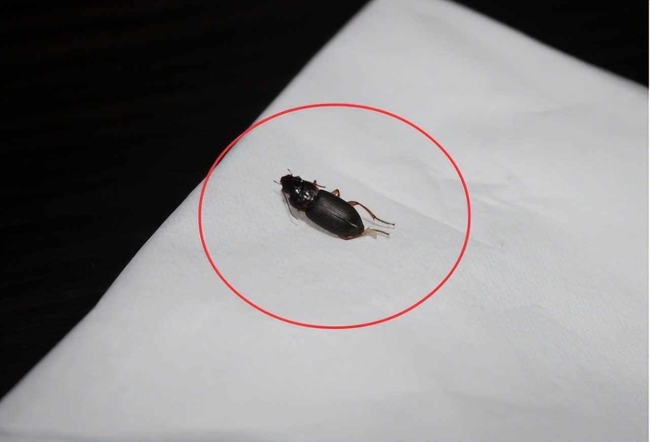 家里出现小黑蟑螂,人类投放蟑螂到火星