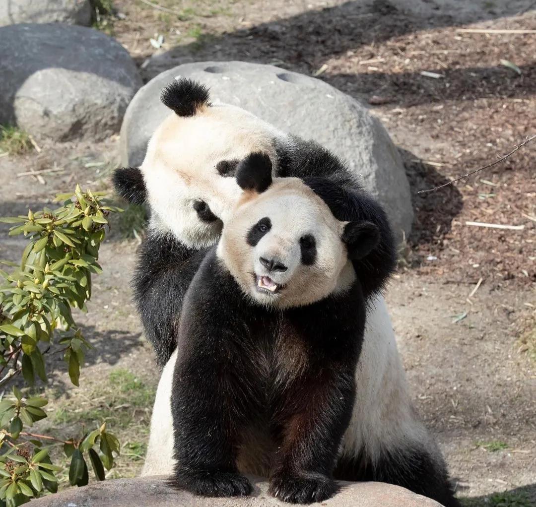 熊猫学习带崽,熊猫能一级带崽么