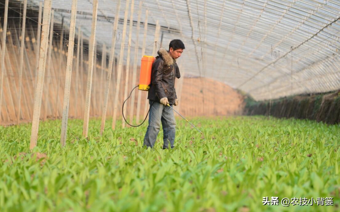 一招教你辨别真菌性病害,作物细菌真菌病毒轻松辨别