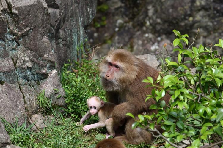 猴崽苦练猴爪功和铁砂掌，随母逃亡八年后竟然一掌成王|故事