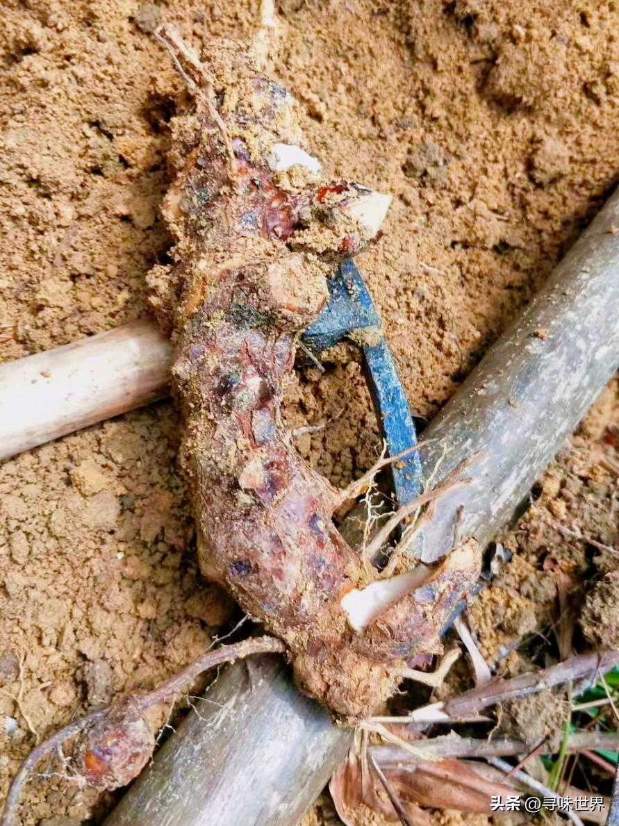 正宗龟苓膏的制作方法,正宗龟苓膏熬制配方