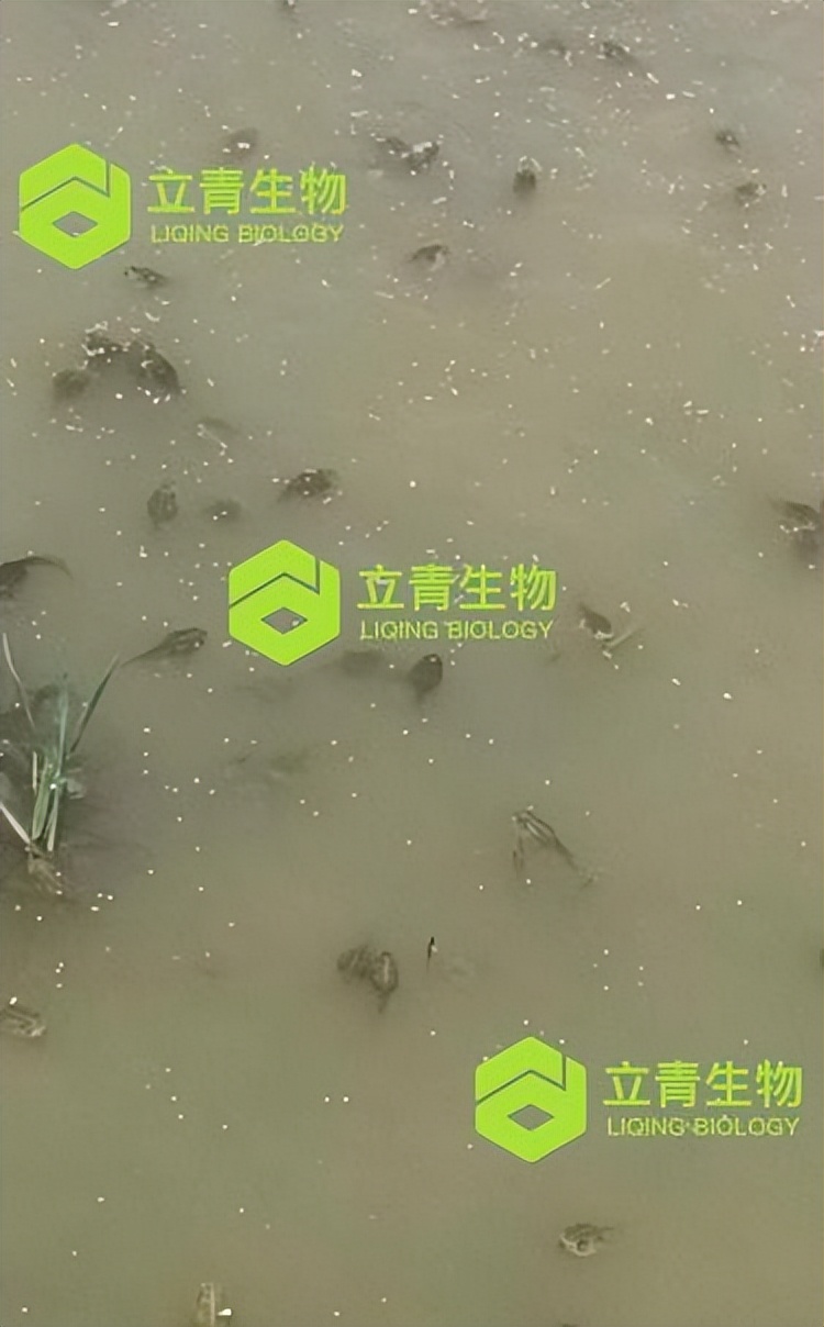 如何提高蝌蚪质量与存活率,蝌蚪变态期怎么调水