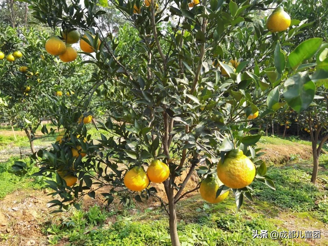 摘草莓橘子的地方推荐,附近摘橘子的地方推荐