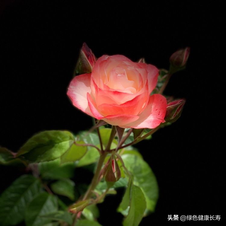 世界花园风景,世界花园