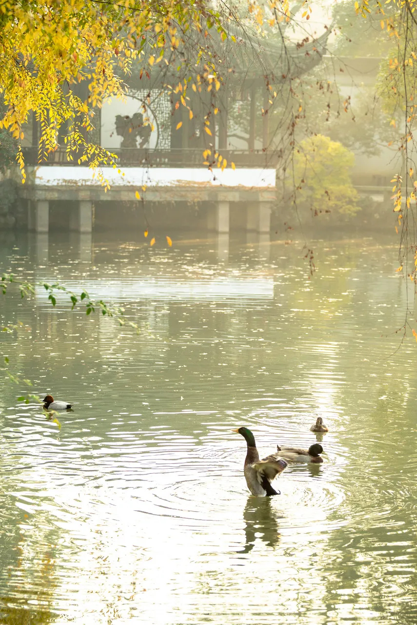 苏州一个新的人间天堂,东方威尼斯苏州视频