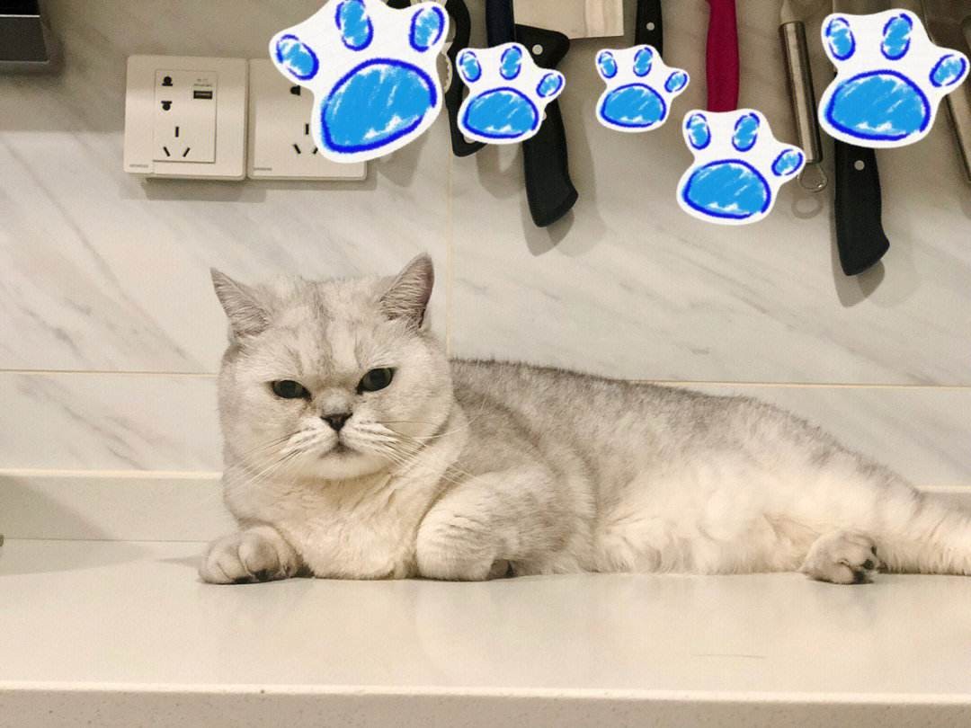 有没有同城宠物软件,养宠物社交软件