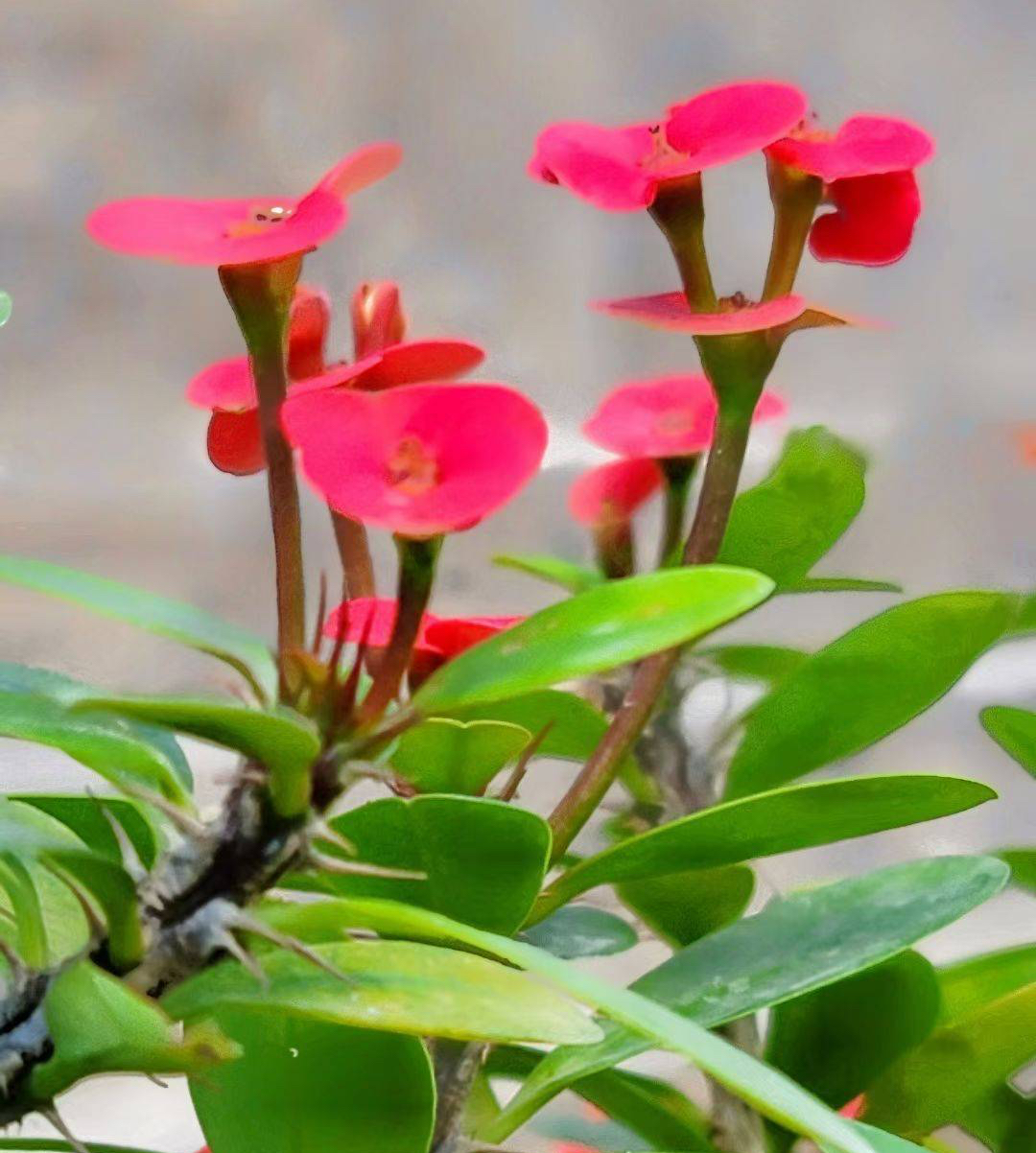 虎刺梅的养护技巧,虎刺梅如何养护花开鲜艳