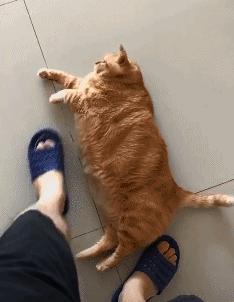 脾气比较暴躁的几种猫新手不要养,猫咪最怕的几种猫