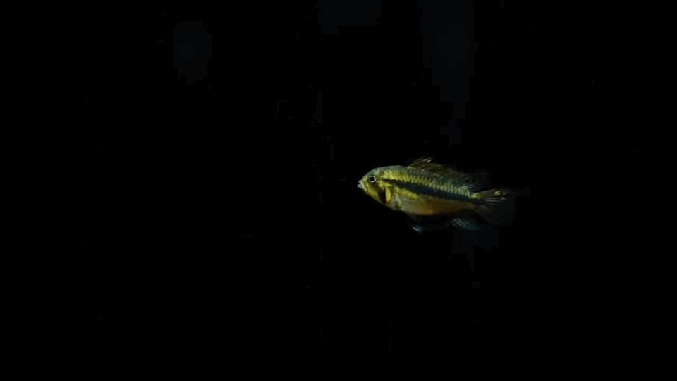 热带观赏鱼图片唯美大全,热带观赏鱼动图