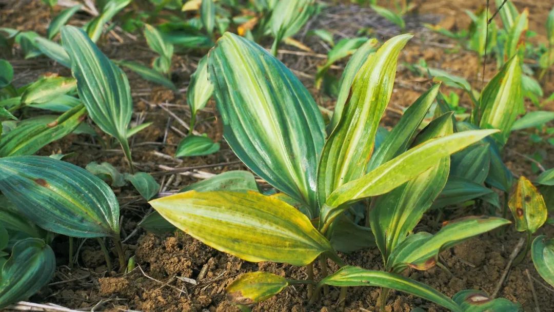 今年冬天的第一顿养生局安排！个旧的它“出土”啦！