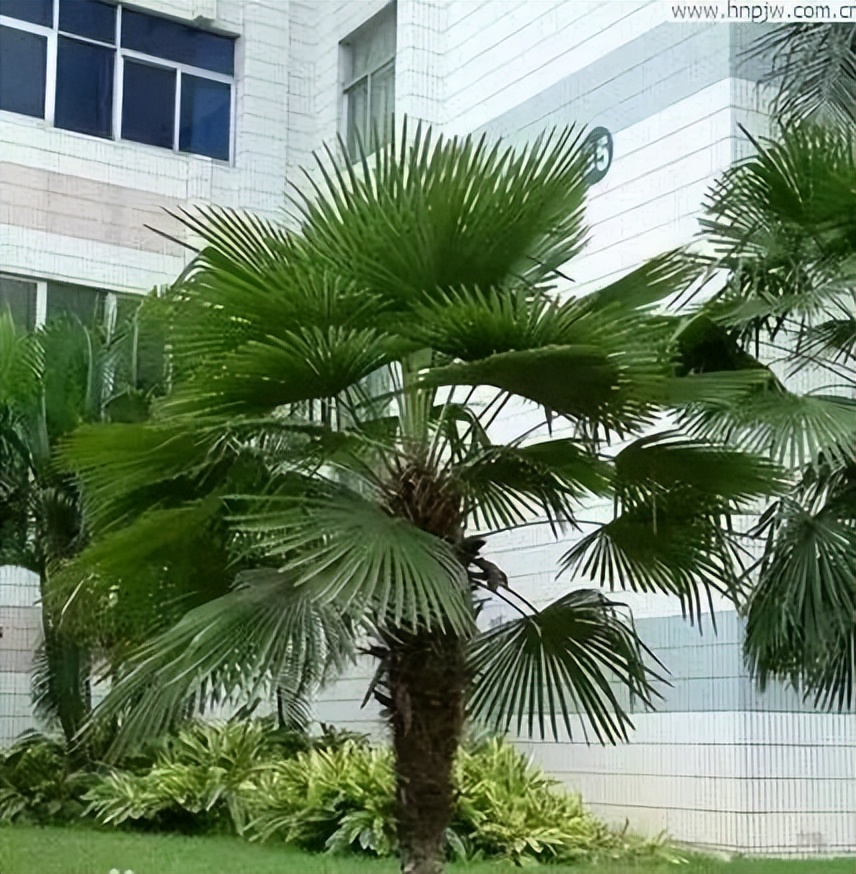 植物识别小口诀，总结的太全了！