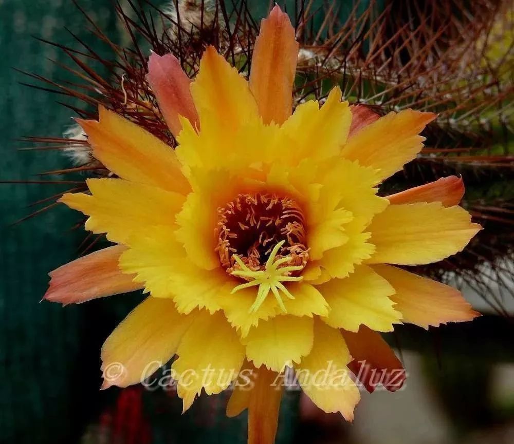 200种·仙人球开花图鉴，大开眼界，美到爆