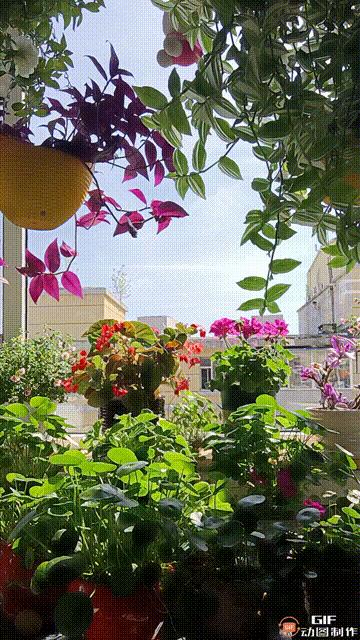 家里的花都被猫弄了怎么办,家里的花被别人摘了怎么办