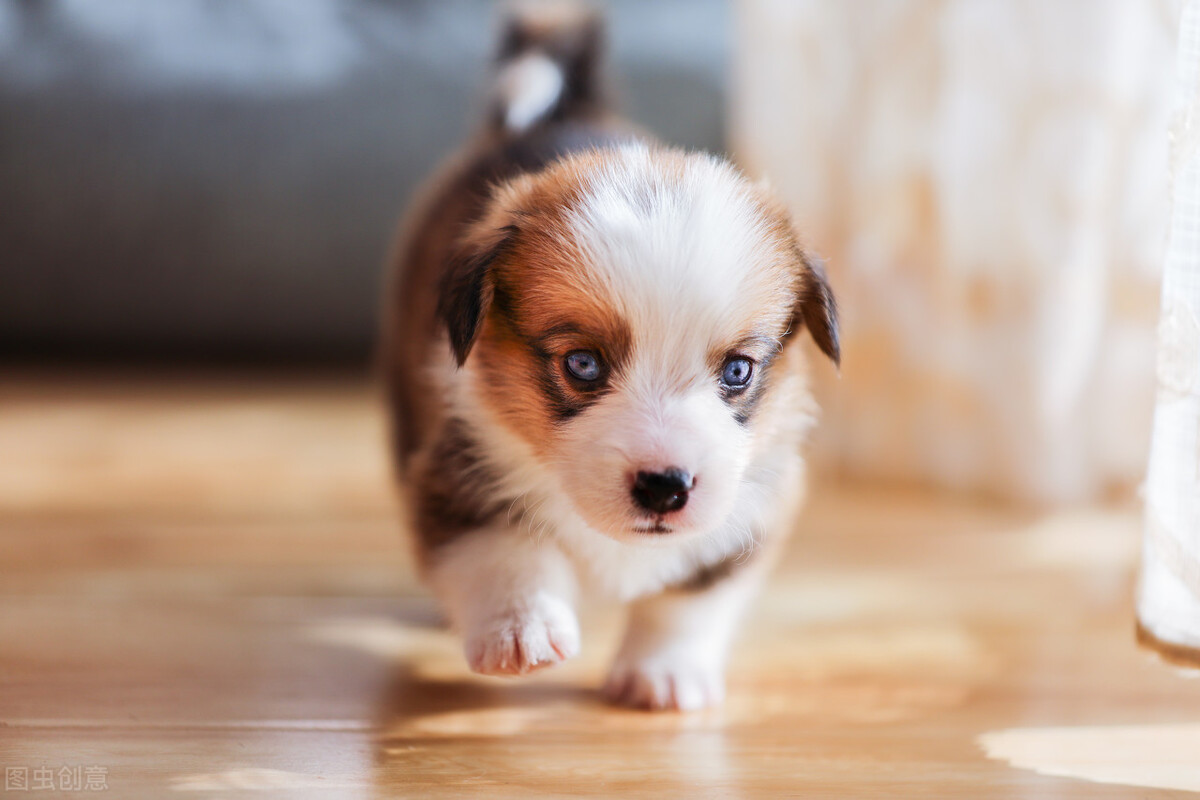 安静不吵闹的6种狗适合在小区养,喜欢安静养什么狗