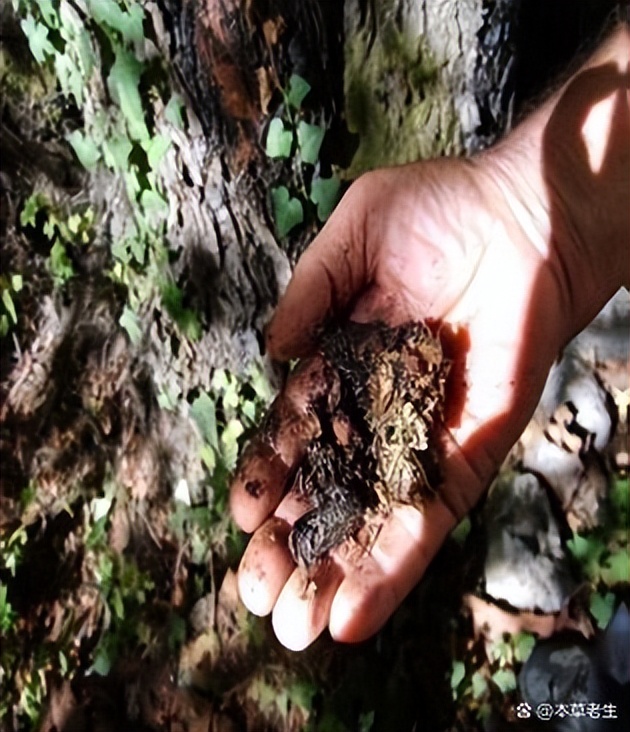 苏合香真假,苏合香哪个产地的最好