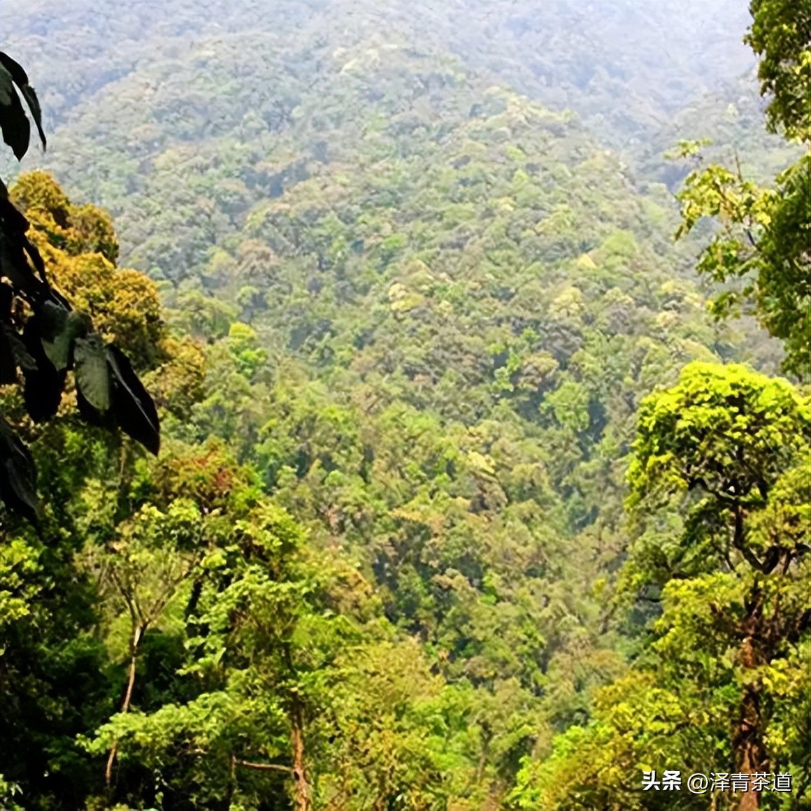 世界十大茶日,国际茶日英文版