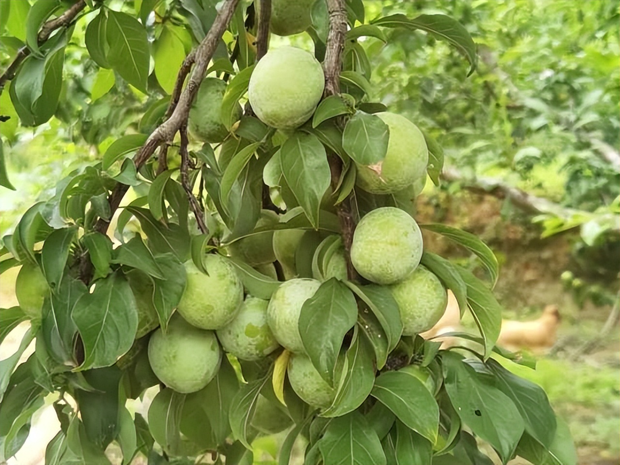 肇庆土特产农产品,肇庆最好的农业产业