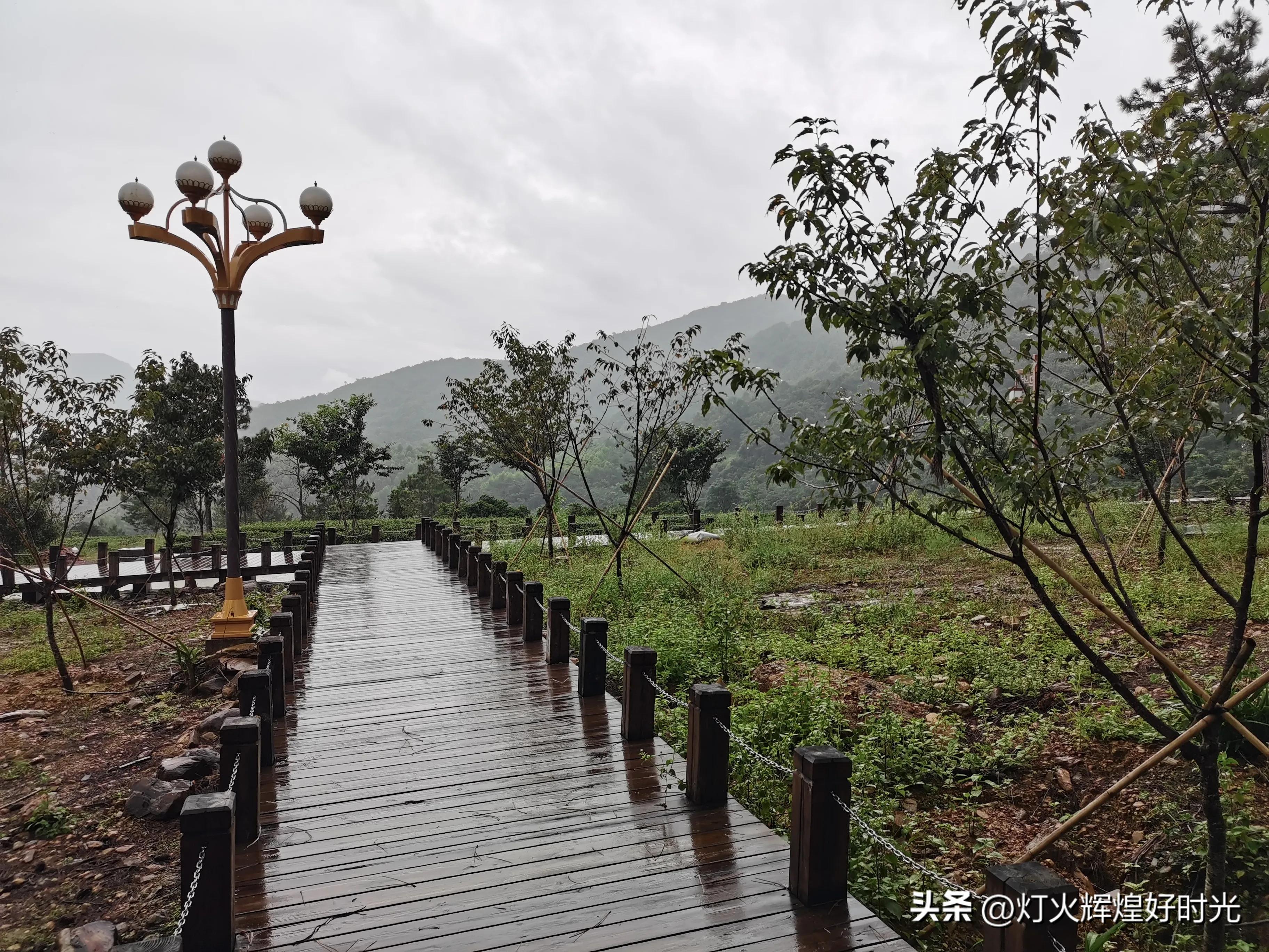 夏日掠影,雨天花开,人见人爱