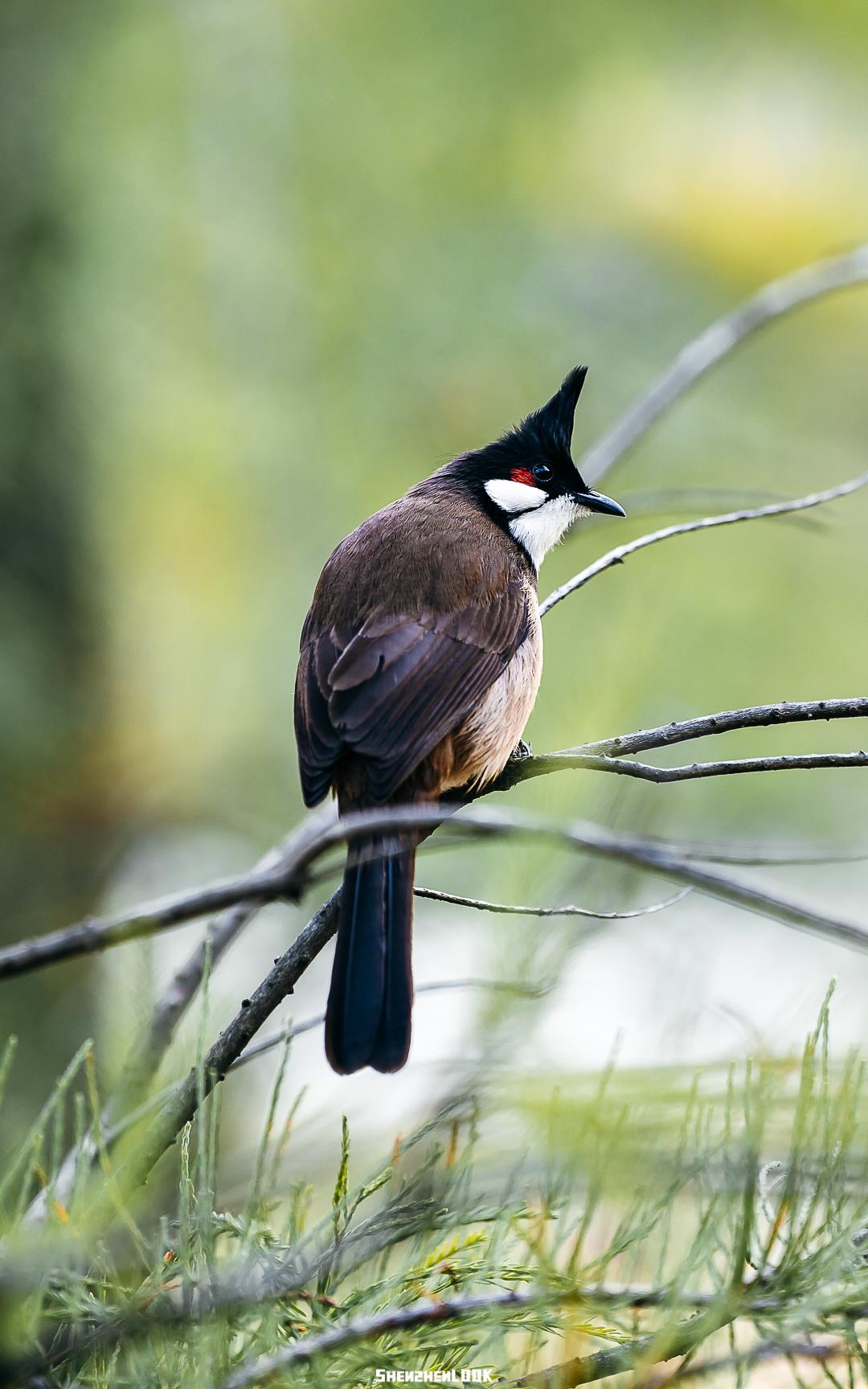 大美深圳全部视频,大美宝安