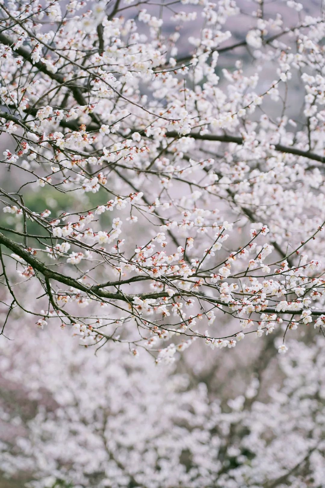 1.5h刹拢！被誉为川版“花城”，这个宝藏好耍地美得不像话