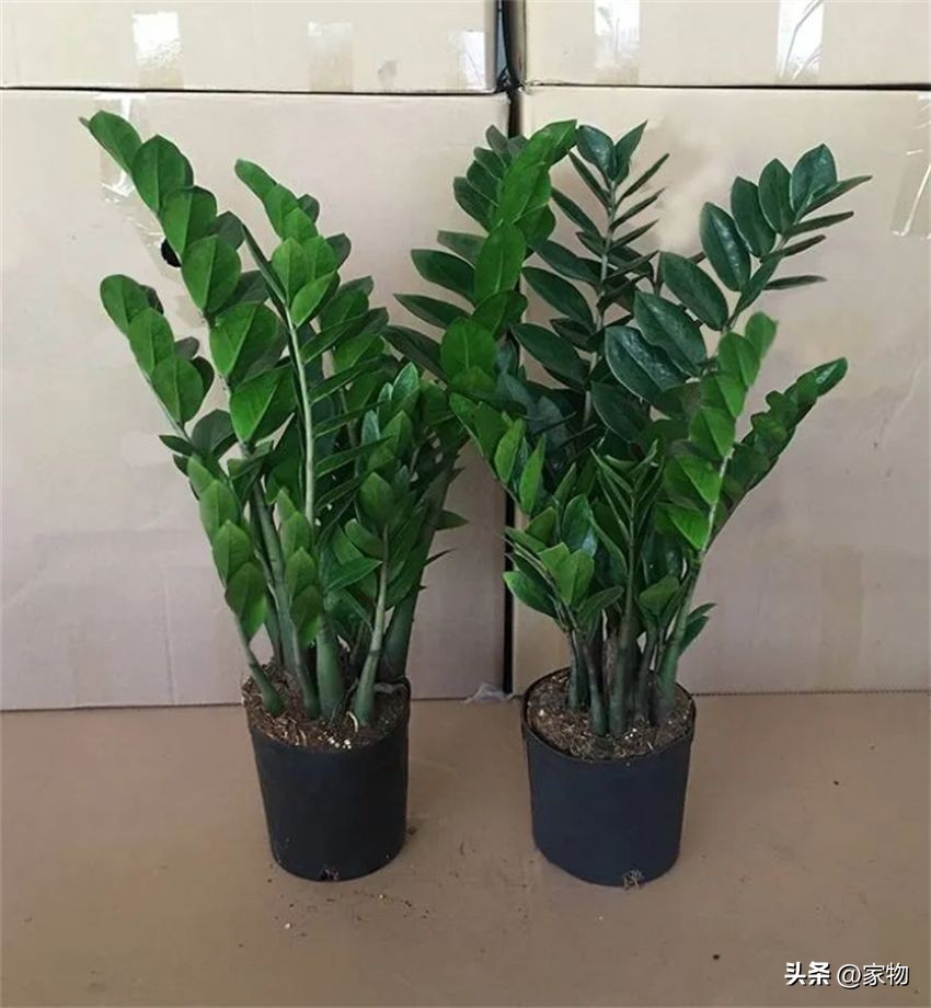 客厅放绿植好养吗,客厅放绿植有什么忌讳