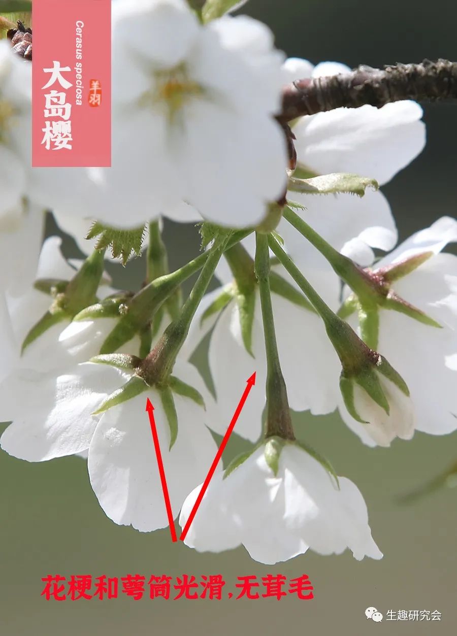 九种春花辨别,常见春花极简识别法