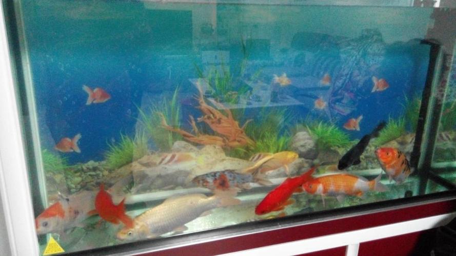 新鱼到家入缸需要注意事项,新鱼到家怎么养出状态